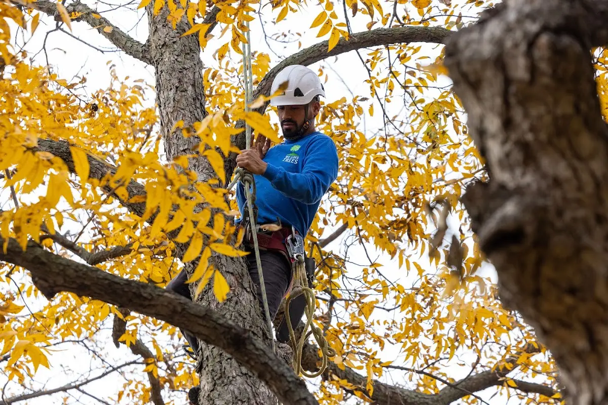 Skilled Tree Trimming crew working in Palmyra